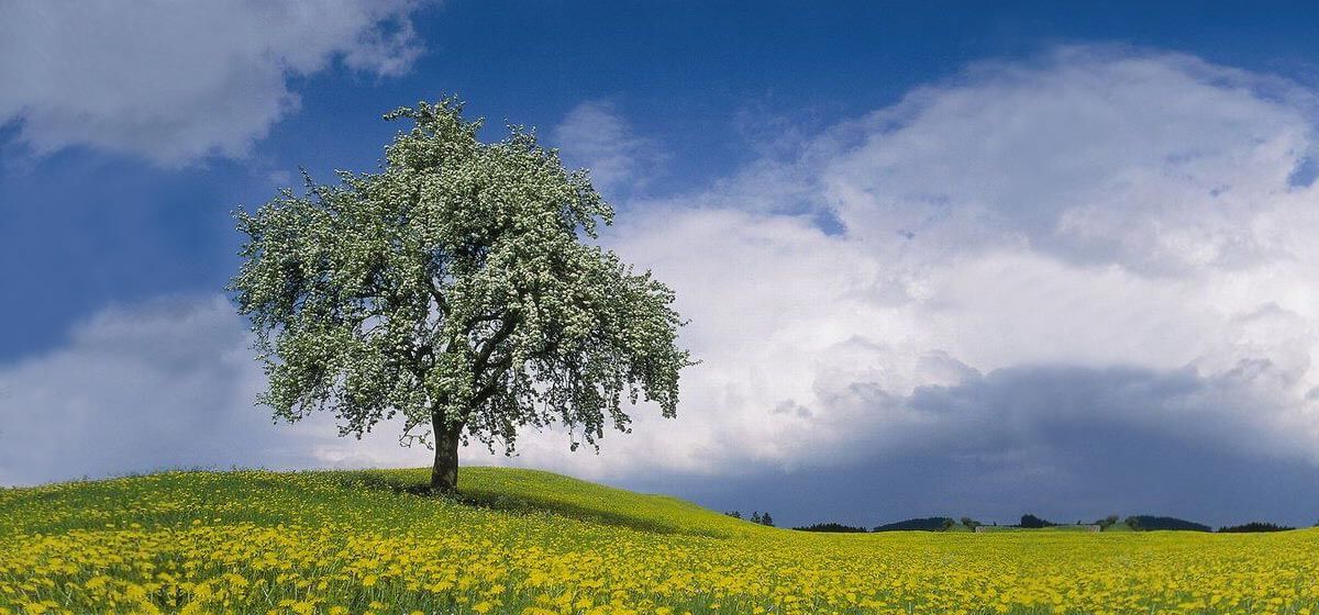 Naturheilkunde in Enger